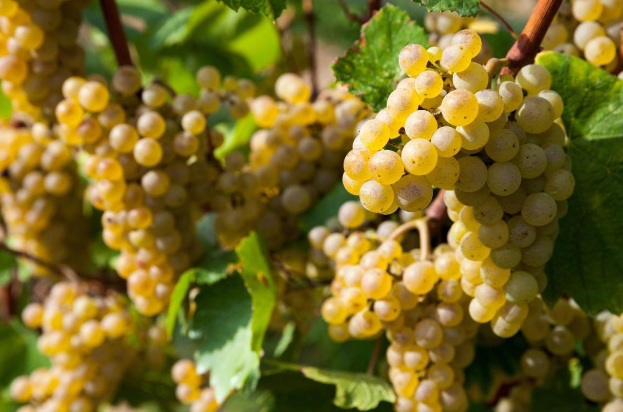 Cobue Wine Resort&spa